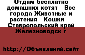 Отдам бесплатно домашних котят - Все города Животные и растения » Кошки   . Ставропольский край,Железноводск г.